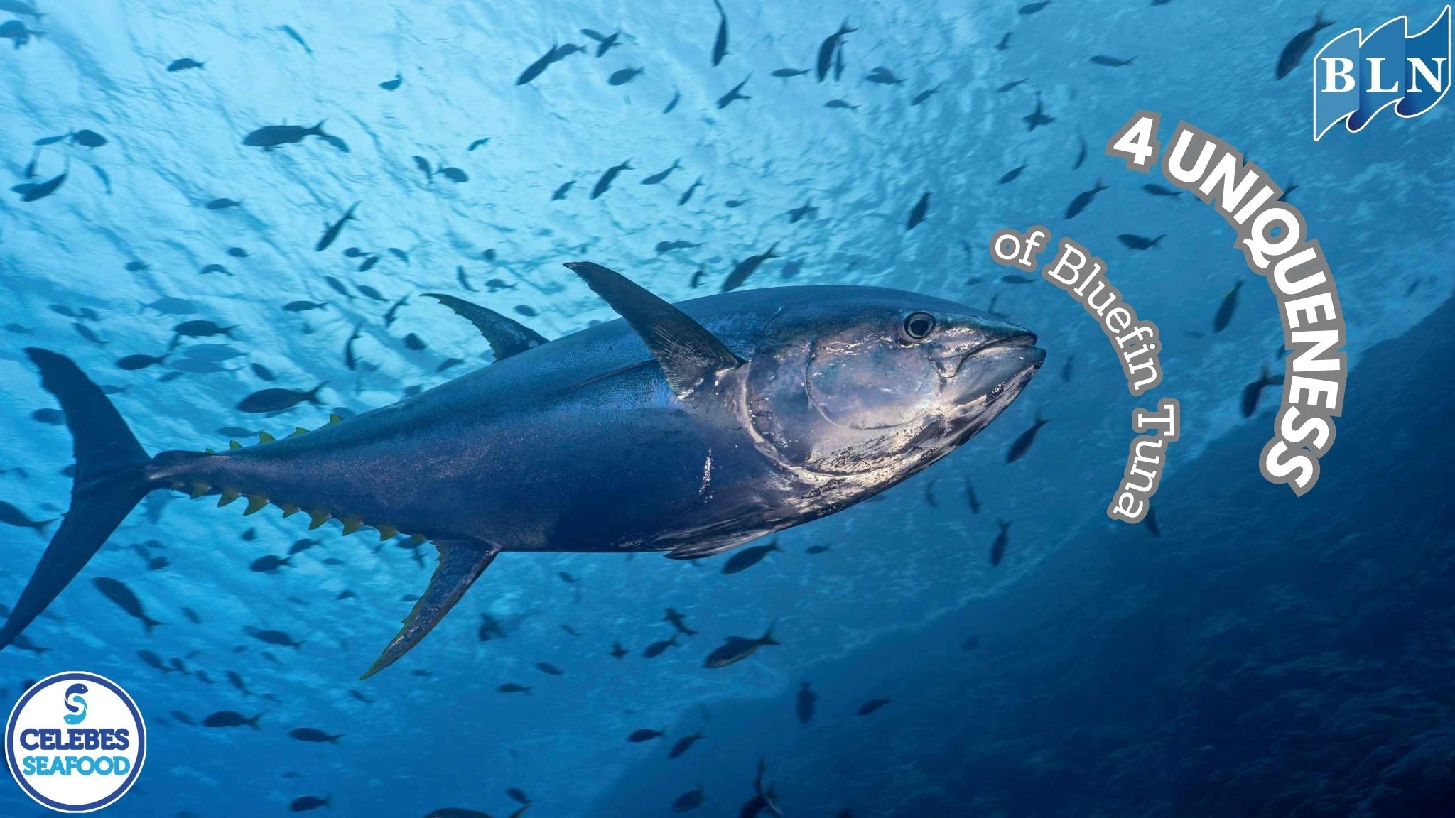  4 Uniqueness of Bluefin Tuna